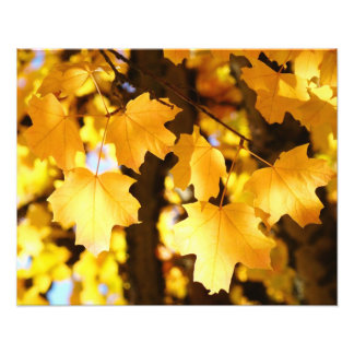 Höstgula blad glödande fotokonsttryck fototryck