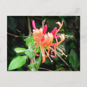 Hösthösten Honeysuckle ~ vycard Vykort