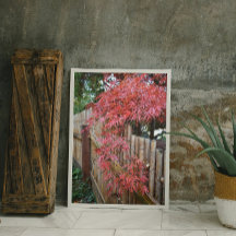 Höstjapanska maple Löv och Bamboo Fence