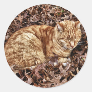 Höstkatt Runt Klistermärke