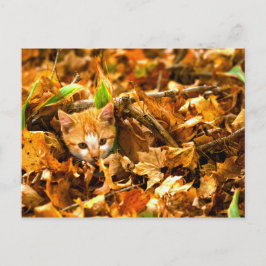höstkatt vykort