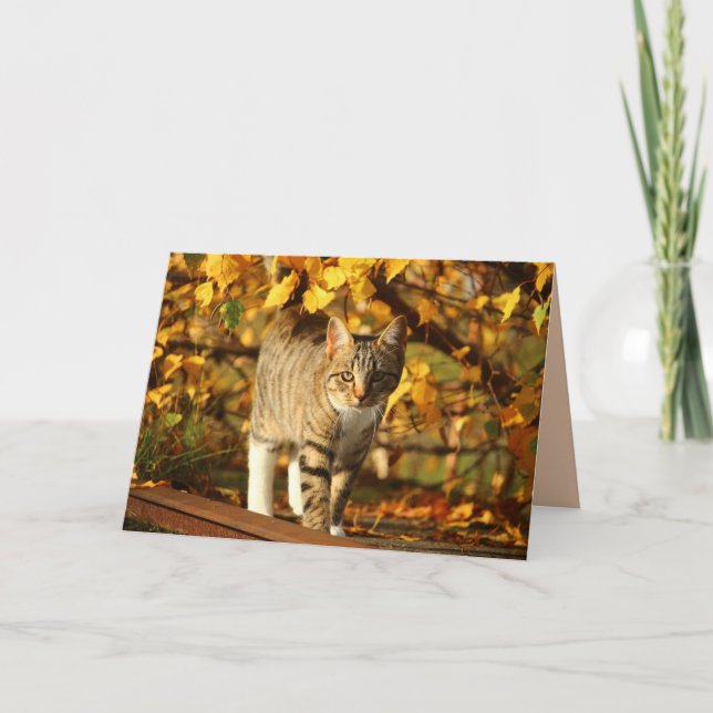 höstkattens hälsningskort kort (Framsida)