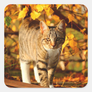 Höstkattklistermärken Fyrkantigt Klistermärke