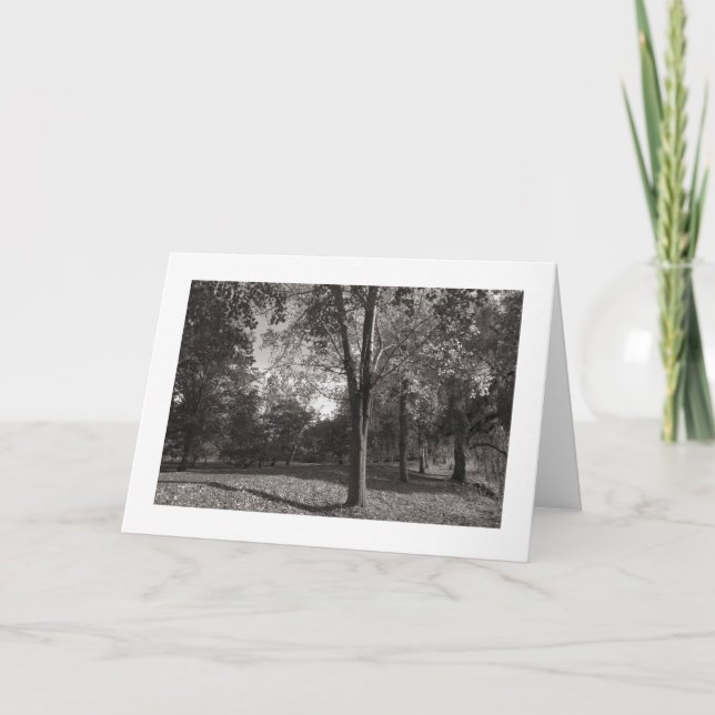 Höstlandskap, Bute Park, Cardiff (gränsad) Kort (Framsida)