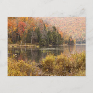 Höstlandskap med sjö, Vermont, USA 3 Vykort