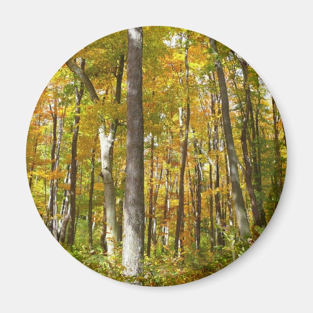Höstlandskap med skog av gula blad magnet (Framsidan)