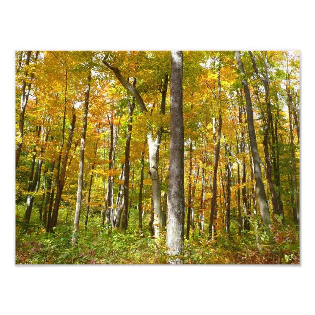 Höstlandskap med skog av gula löv fototryck (Framsidan)