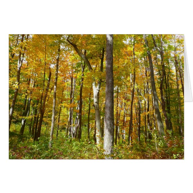 Höstlandskap med skog av gula löv OBS kort (Framsidan Horizontal)