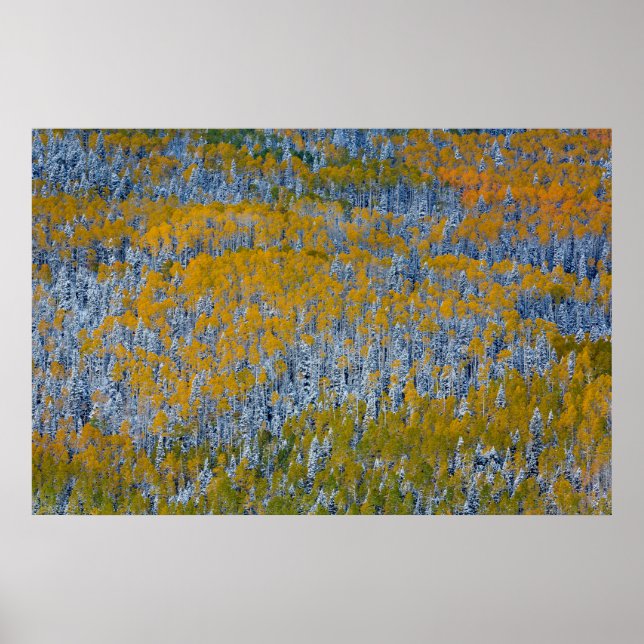 Höstlandskap med skog poster (Framsidan)