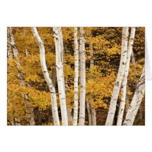 Höstlandskap, Vermont, USA Hälsningskort