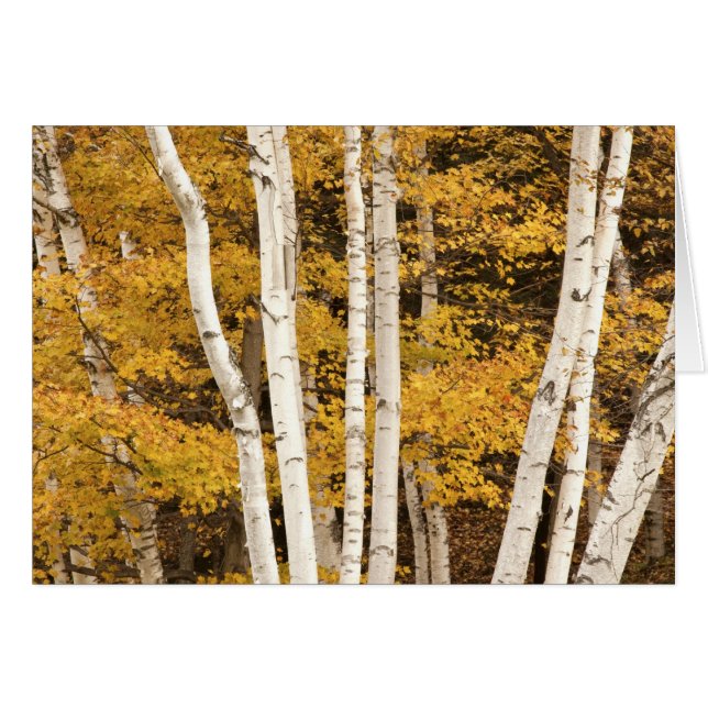 Höstlandskap, Vermont, USA Hälsningskort (Framsidan Horizontal)