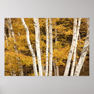 Höstlandskap, Vermont, USA Poster