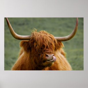 Höstlandstko slickar näsan poster
