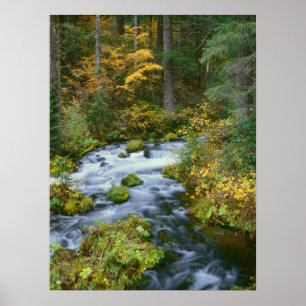 Höstlöv och Douglas Fir Gräns Poster