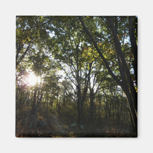 Höstmorgon i Shenandoah nationalpark Magnet