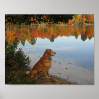 Höstnaturen Guld med Hund Golden Retriever Poster