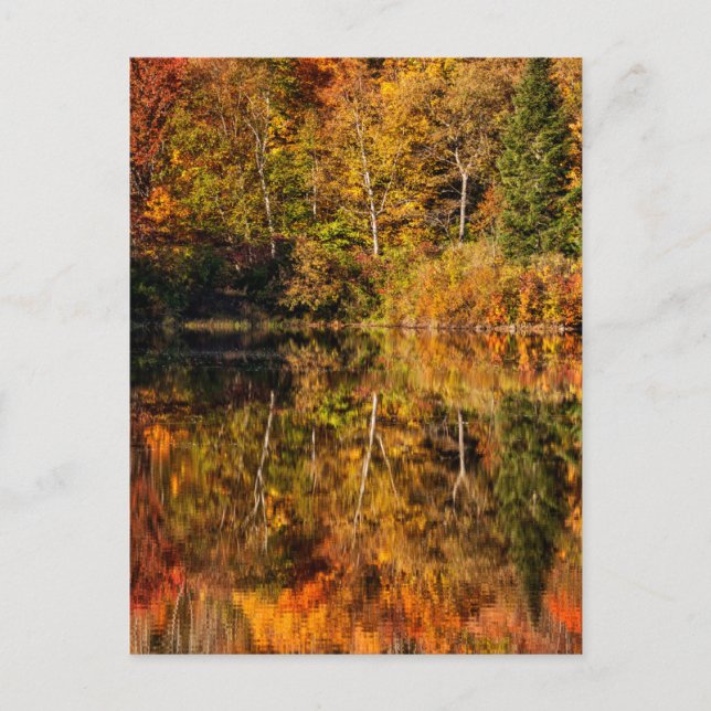 Höstreflexion om Coffin Pond Vykort (Framsida)