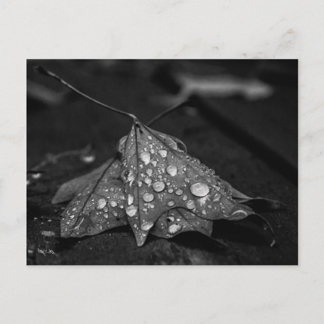 Höstregn Vykort (Framsida)