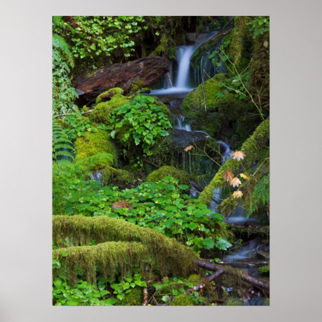 Höstregnskog | Olympic National Park Poster (Framsidan)