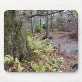 Höstscen i en botanisk trädgård. musmatta