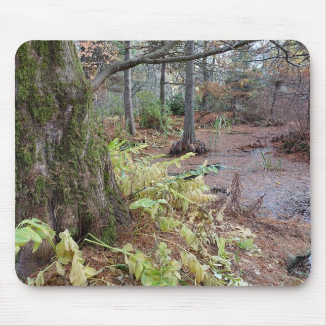 Höstscen i en botanisk trädgård. musmatta (Framsidan)