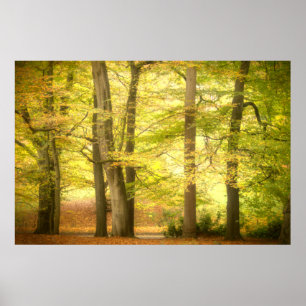 Höstskog (4391) Poster