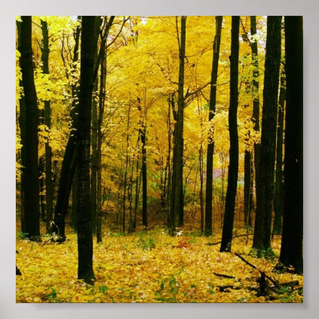 Höstskog för Gult Poster (Framsidan)