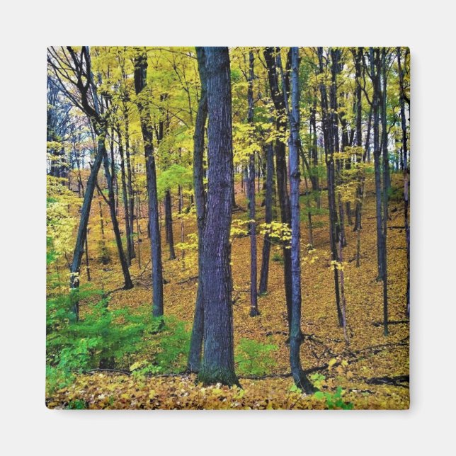 Höstskog, Väster Bend, Wisconsin Magnet (Framsidan)