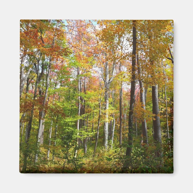 Höstskogen I Höstlandskapsfotografering Magnet (Framsidan)