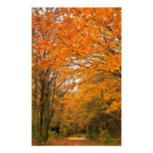 Höstskogen spårar fototryck