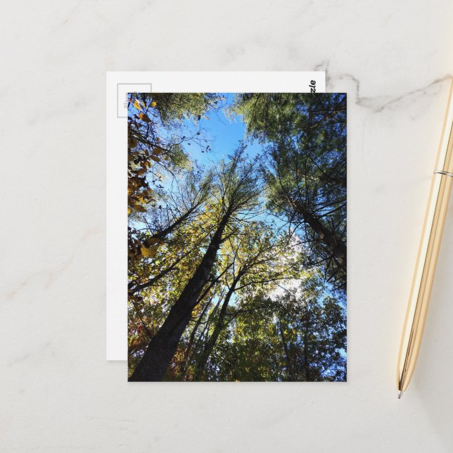 Höstskogen Vykort (Fram/Back In Situ)