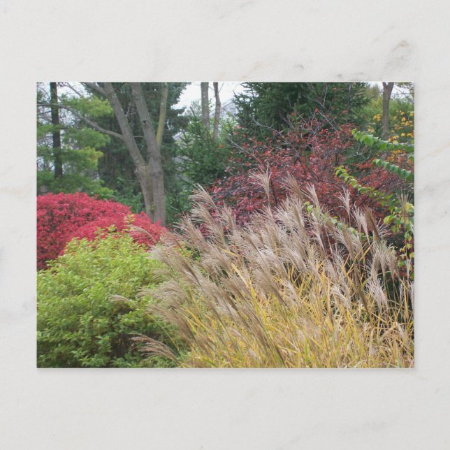 Höstskönhet i Ohio Vykort (Framsida)