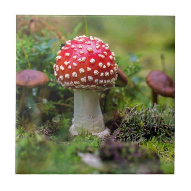 Höstskönhet Kakelplatta (Framsidan)