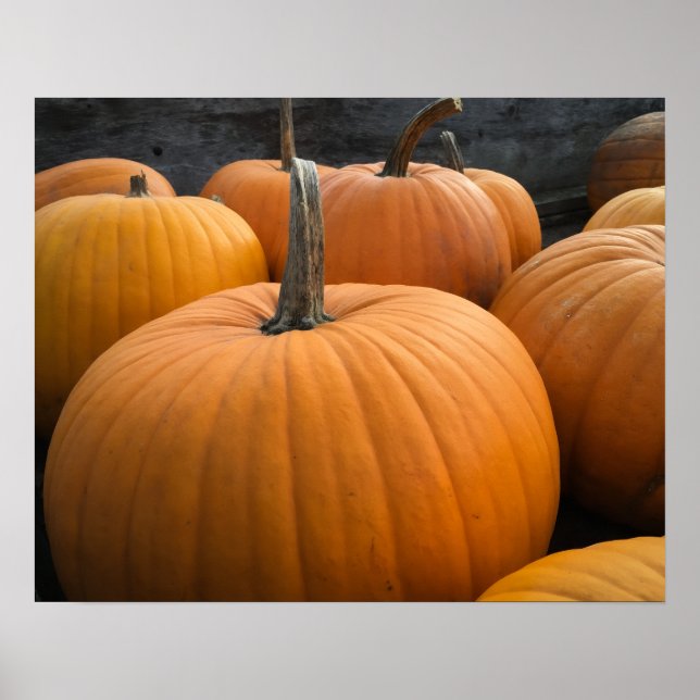Höstskörd Pumpafält Orange pumpor Poster (Framsidan)