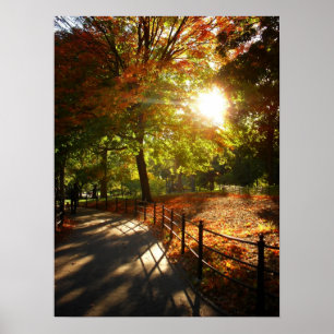 Höstsol i Central Park, NYC, medel Poster