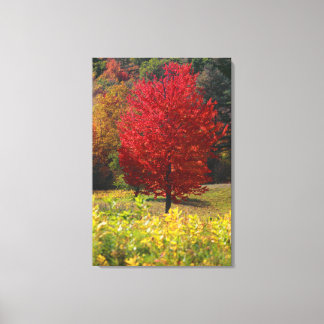 Höststartgåvor | Red Maple Löv Canvastryck