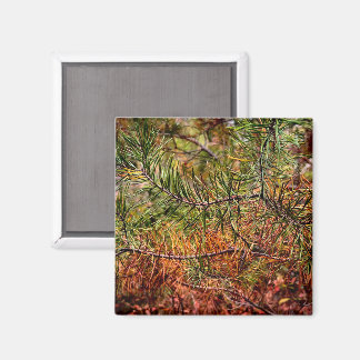 Hösttallbarr magnet