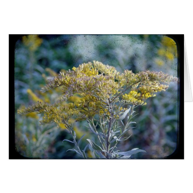 Hösttidrutor Hälsningskort (Framsidan Horizontal)