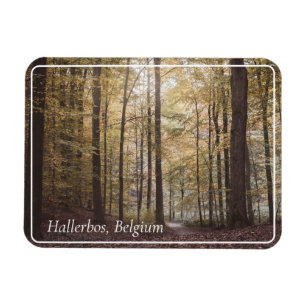 Höstträd, Hallerbos, Belgien Magnet