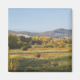 Höstträd, Khancoban, Snowy Mountains, New Magnet