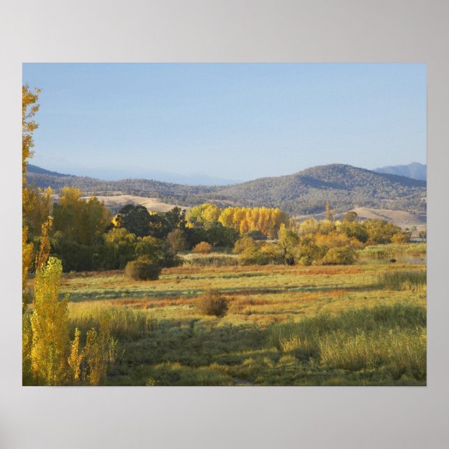 Höstträd, Khancoban, Snowy Mountains, New Poster (Framsidan)