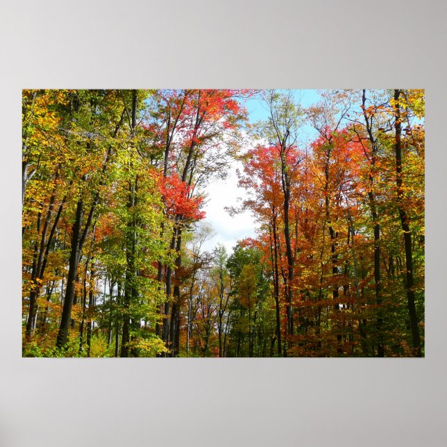 Höstträd och blå himmel Höstnaturfotografering Poster (Framsidan)