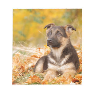 Hösttysk fjällpuppy, hund anteckningsblock