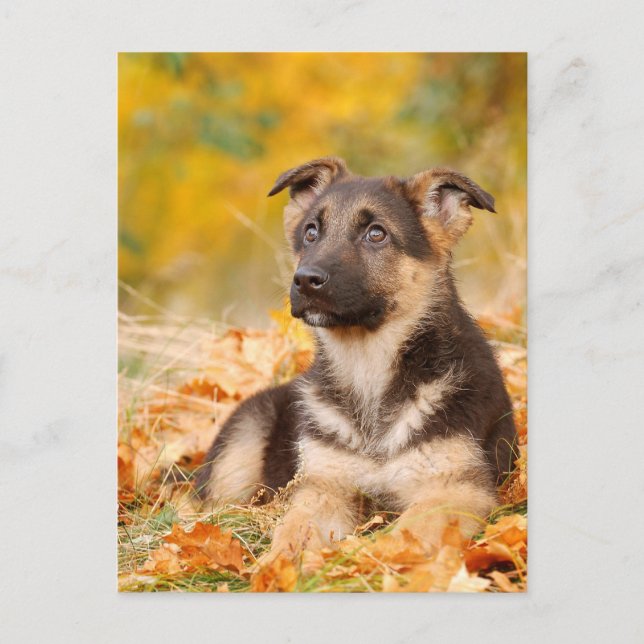 Hösttysk fjällpuppy, hund vykort (Framsida)