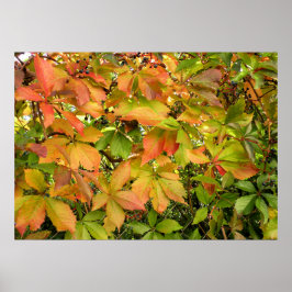 Höstvild grapevine löv poster
