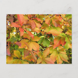 Höstvild grapevine löv vykort