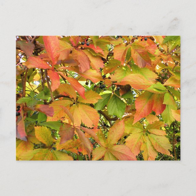 Höstvild grapevine löv vykort (Framsida)