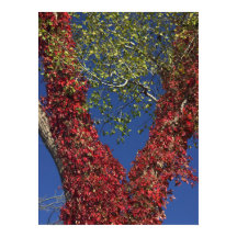 Höstvinge på Träd Poster