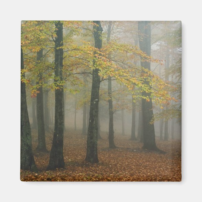 Höstvy av dimmig skog, Farfar 3 Magnet (Framsidan)