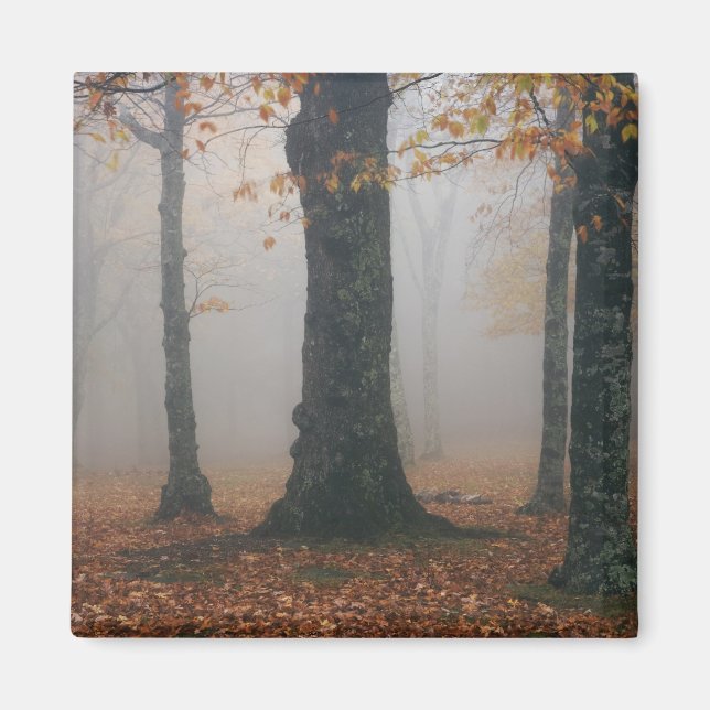 Höstvy av dimmig skog, Grandfather 2 Magnet (Framsidan)